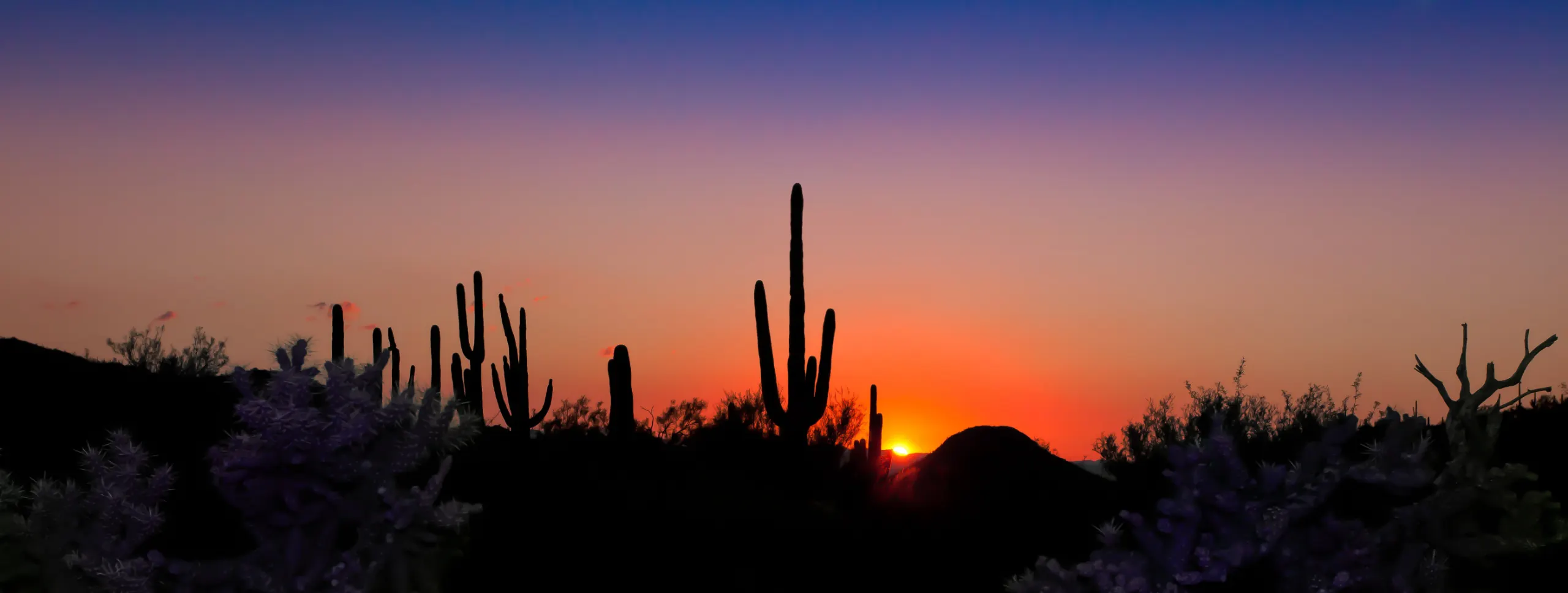Saguaro cactus silhouettes against an orange Arizona sunset